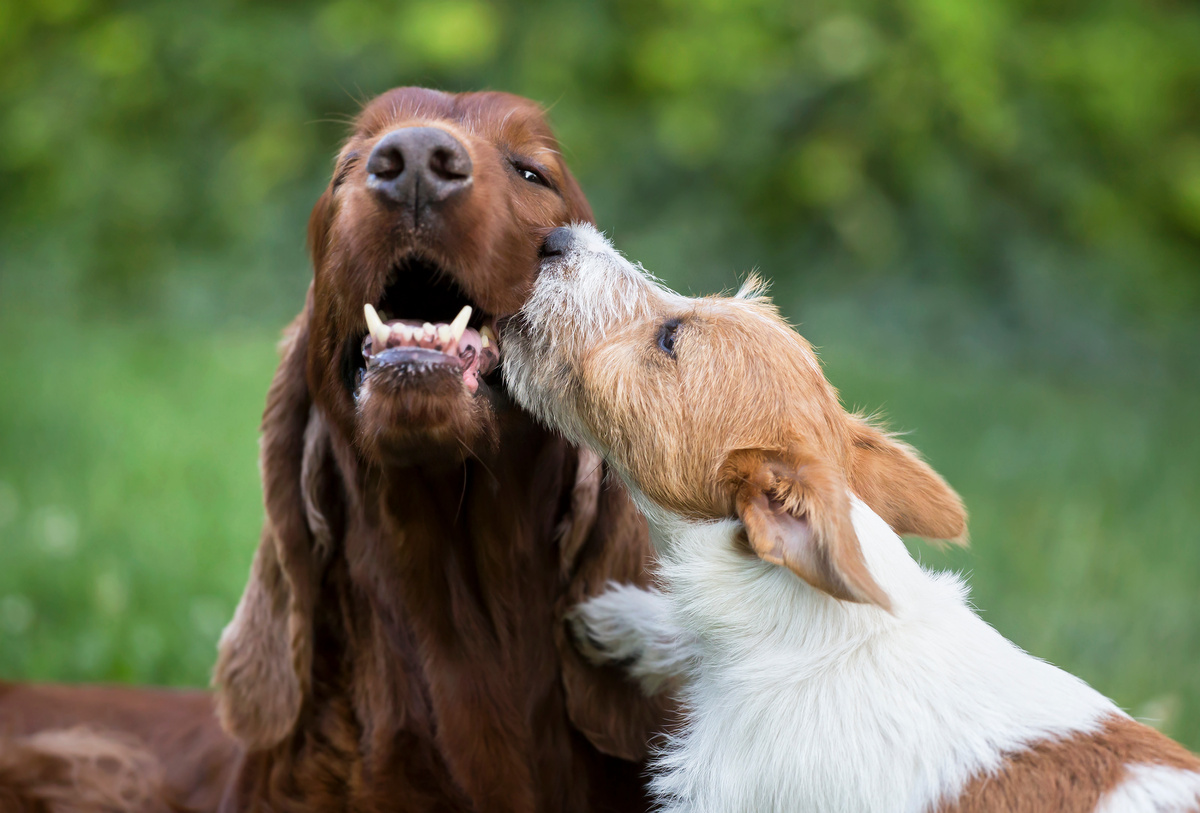Dog friendship - happy puppy kissing his friend